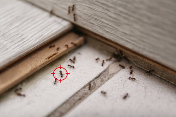 Best Best Pest Control Companies  in Belle Meade, TN