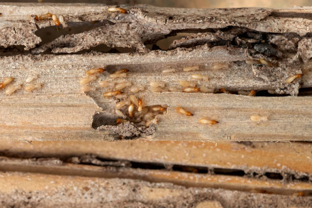 Best Exterminator Services  in Belle Meade, TN